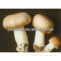 Best natural &Kosher Agaricus Blazei Extract 40%, 50% Polysaccharide